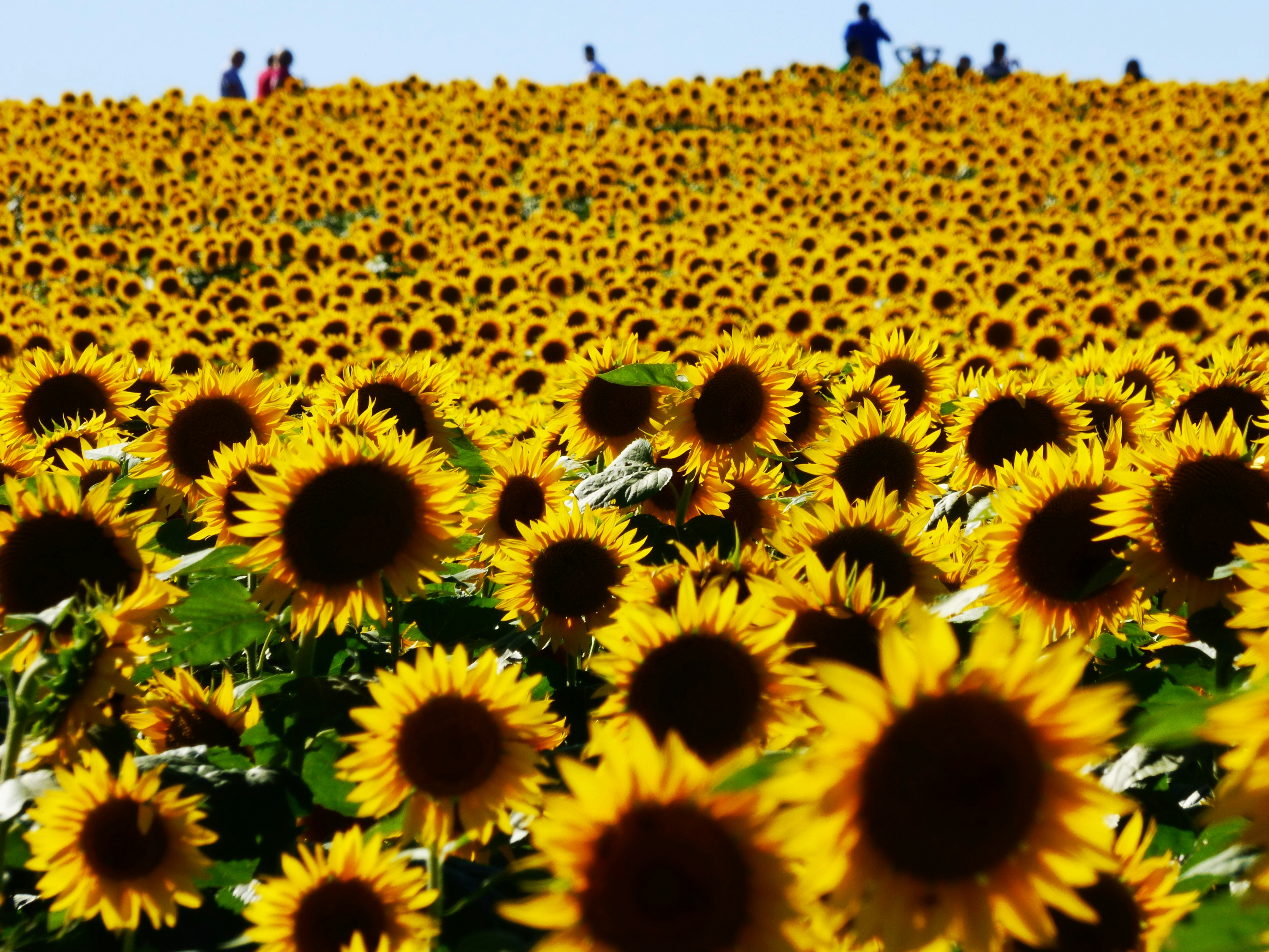 Grinter Farms Sunflower field